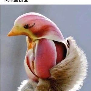 Meet your Posher, Oddvarks